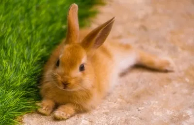 brown bunny near green grass during daytime