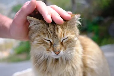 a close up of a person petting a cat