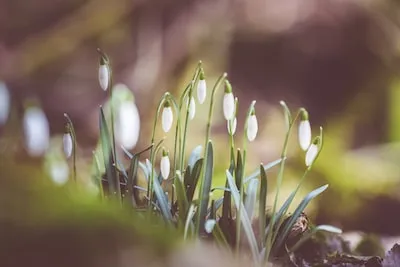 green grass with water droplets