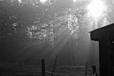 grayscale photography of house surrounded by trees