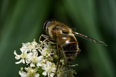 a bee on a flower