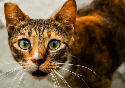 brown tabby cat in close up photography