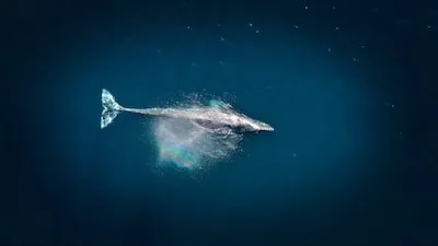 aerial photography of big fish during daytime