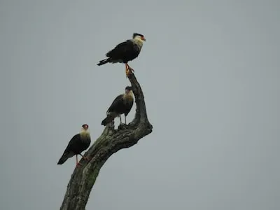 three birds on tree branch