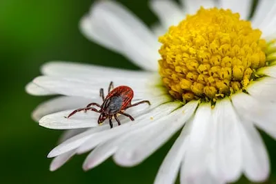 a red spider sitting on a white flower