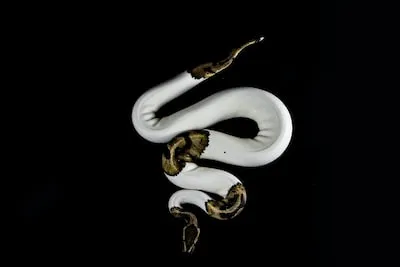 white and brown snake on black background