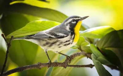 yellow and gray bird on brown tree branch