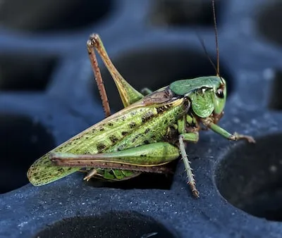 green grasshopper on black textile