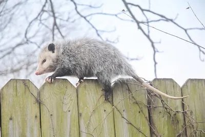 an opossmus standing on top of a wooden fence