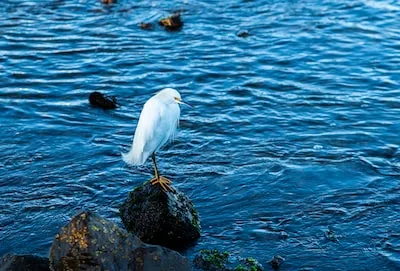 a white bird is standing on a rock in the water