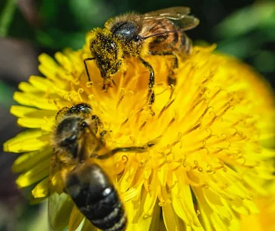 two bees on a yellow flower with water droplets