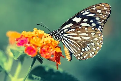 close up photo of brown and white butterfly perched on orange flower