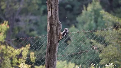 a bird is perched on a fence post