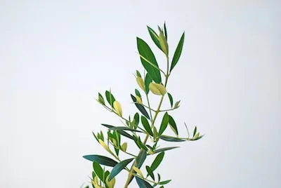 green leaves on white background