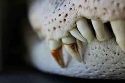 a close up of the teeth of a dog