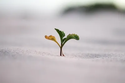 closeup photography of plant on ground