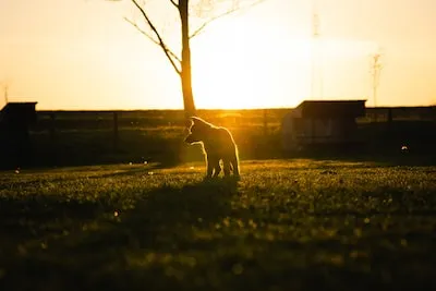 a dog standing in the grass at sunset