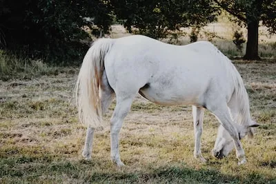 white horse on green grass field during daytime